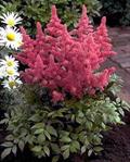 Astilbe japonica